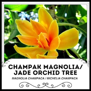 Champak Magnolie / Jade Orchideen Baum - Magnolia Champaca / Michelia Champaca - Seltene Pflanzen Samen - Duftender Himalaya Champaca, Rot-Gelb