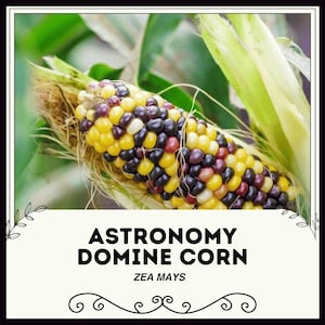 Astronomy Domine Corn - Zea mays - Rare Heirloom Vegetables
