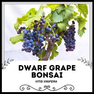 Bonsai de uva anã - Vitis vinifera - Sementes raras de 'frutas' - Bonsai Grapvine,Azul-Roxo,Dwraf Grapvine,Vitis Vinifera Bonsai,Bonzai Grapevine