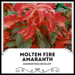 Molten Fire Amaranth - Amaranthus Bicolor - Rare &#39;Plant&#39; Seeds - Summer Poinsettia, Gold-Orange, Redleaf Amaranth, Variegated Amaranth
