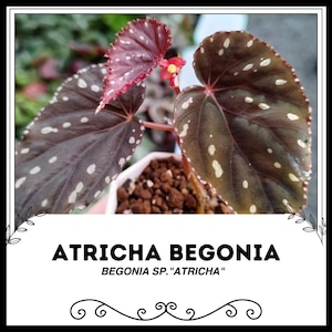Begonia Atricha - Begonia sp.&quot;Atricha&quot; - Semillas de &#39;Plantas&#39; raras