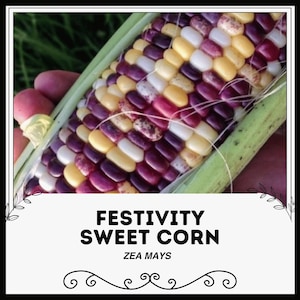Festivity Sweet Corn - Zea mays - Rare Heirloom Vegetables