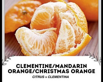 Clementine / Mandarine / Weihnachtsorange - Citrus × Clementina - Seltene 'Frucht'-Samen - Satsuma, Orange-Gelb, Honigmandarine
