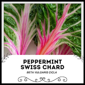 Snijbiet pepermunt - Beta vulgaris cicla - zeldzame groente