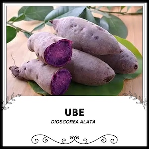 Könnte beinhalten: Bild von Ube, auch bekannt als Dioscorea Alata, einer lila Süßkartoffel. Es werden mehrere ganze Yamswurzeln gezeigt, von denen eine aufgeschnitten ist, um das leuchtend violette Fruchtfleisch freizulegen. Grüne Blätter sind im Hintergrund.