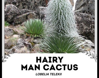 Haariger Mann Kaktus - Lobelia telekii - Seltene 'Kaktus' Samen - Old Man  Cactus, Grn-Wei, Cephalocereus senilis, Alpine Lobelia, Riesengrind -  Etsy sterreich