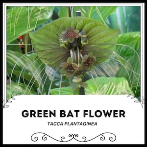 Green Bat Flower - Tacca plantaginea - Rare &#39;Plant&#39; Seeds - Bat Plant, Devil Flower, Cats Whiskers, Green-Brown,Tacca integrifolia,Bats Wing
