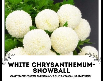 Crisantemo blanco - Bola de nieve - Máximo de crisantemo / Máximo de Leucanthemum - Semillas raras de 'Plantas' - Shasta Daisy, Blanco-Amarillo, Oxeye Daisy