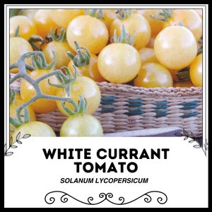 Weiße Johannisbeertomate - Solanum lycopersicum - Seltenes Erbgemüse