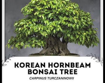 bonsai tree and kit Bonsai Tree Kit main image 1