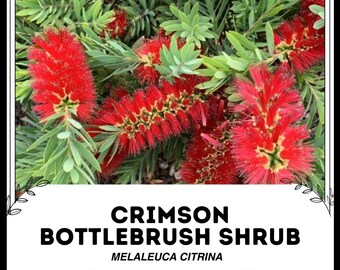 Könnte beinhalten: Crimson Bottlebrush Strauch, Melaleuca Citrina, mit leuchtend roten Blüten in voller Blüte. Der Strauch hat grüne Blätter und ist eine beliebte Wahl für Gärten.
