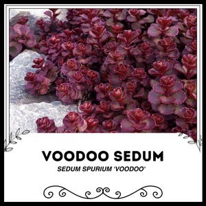 Voodoo Sedum - Sedum spurium - Rare &#39;Succulent&#39; Seeds - Jealy bean plant, Red-Purple, Stonecrop, Pork and beans, Red Creeping Stonecrop