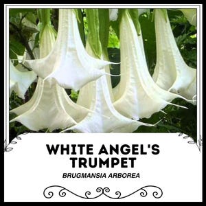 White Angel&#39;s Trumpet - Brugmansia arborea - Rare &#39;Plant&#39; Seeds - Brugmansia, White-Green, Moonflower, Angel Trumpet, White Moonflower