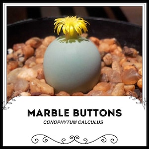 Può includere: Primo piano di una piccola pianta succulenta rotonda di colore blu chiaro con un fiore giallo. La pianta si chiama "Bottoni di marmo" ed è un tipo di Conophytum calculus.