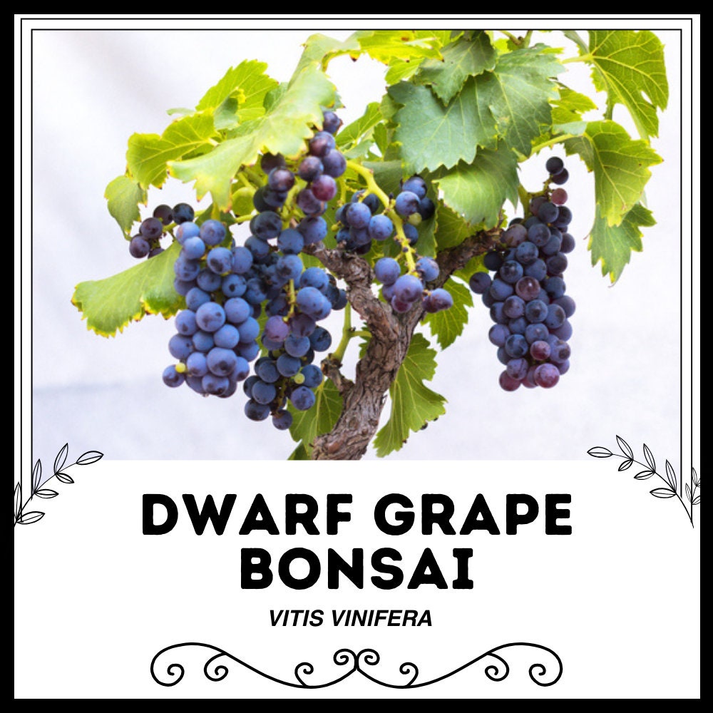 Vitis Vinifera Noble Grape Varieties Vitis Vinifera