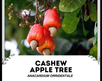 Manzano de anacardo - Anacardium Orridentale - Semillas raras de 'frutas' - Árbol de nuez de anacardo, rojo-naranja, árbol de Anacardium, árbol de marañón, árbol de caju