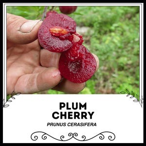 Plum Cherry - Prunus cerasifera - Rare &#39;Fruit&#39; Seeds