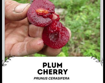 Puede incluir: Primer plano de una cereza de ciruelo roja cortada por la mitad, mostrando la pulpa y la semilla. La fruta está etiquetada como "Plum Cherry" y "Prunus cerasifera".
