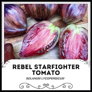 Könnte beinhalten: Nahaufnahme von Rebel Starfighter-Tomaten, einige ganz und einige halbiert, die ein leuchtend rotes Inneres mit dunklen Samen zeigen. Die Tomaten haben eine tiefviolette und grüne Außenseite. Der Text "REBEL STARFIGHTER TOMATO" und "SOLANUM LYCOPERSICUM" wird angezeigt.