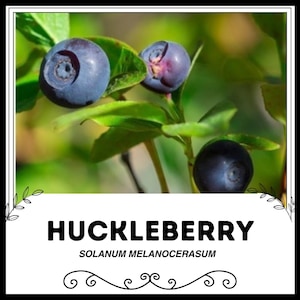 Huckleberry - Solanum melanocerasum - Rare &#39;Fruit&#39; Seeds - Dwarf Huckleberry, Purple-Black, Black Huckleberry, Twinberry, Hurtleberry