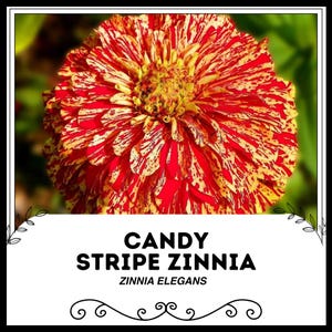 Candy Stripe Zinnia - Zinnia elegans - Rare &#39;Plant&#39; Seeds - Sweet Stripe Zinnia, Red-Yellow, Painted Zinnia,Rainbow Zinnia,Multicolor Zinnia