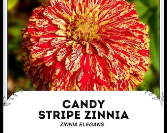 Candy Stripe Zinnia - Zinnia elegans - Rare 'Plant' Seeds - Sweet Stripe Zinnia, Red-Yellow, Painted Zinnia,Rainbow Zinnia,Multicolor Zinnia