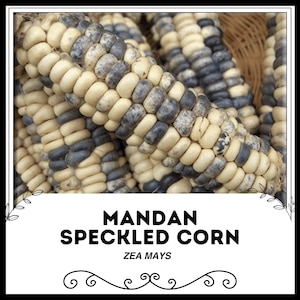 Mandan Speckled Corn - Zea mays - Rare Heirloom Vegetables