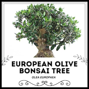 Puede incluir: Un árbol de olivo bonsai europeo con hojas verdes y un tronco grueso y nudoso. El árbol está en maceta y tiene un fondo blanco. El texto "EUROPEAN OLIVE BONSAI TREE" y "OLEA EUROPAEA" se muestra debajo del árbol.