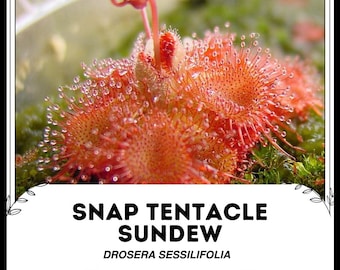 Snap Tentacle Sundew - Drosera sessilifolia - Semillas 'carnívoras' raras - Pino Dewy, Planta Sundew, Drosera, Planta pegajosa, Seizevine Sundew