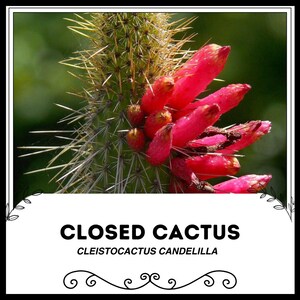 Closed Cactus - Cleistocactus candelilla - Rare Cactus Seeds - Pincushion cactus, Red-Green, redheaded Irishman, Cactaceae, hedgehog cactus