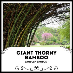 Reuze netelige bamboe - bambusa-bamboe - zaden zeldzame planten - bambusa arundinacea, groen-gele, netelige gigantische bamboe, stekelige bamboe, koningsbamboe