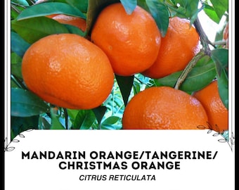 Mandarin Orange / Tangerine / Weihnachtsorange - Citrus reticulata - Seltene 'Frucht' Samen - Satsuma, Clementine, Naartjie, Rutaceae, Pixie
