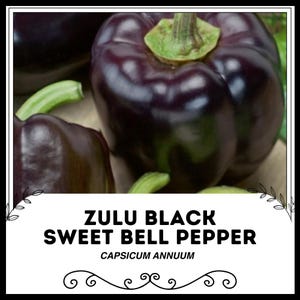 Schwarze süße Paprika Zulu - Capsicum annuum - Seltenes Erbgemüse