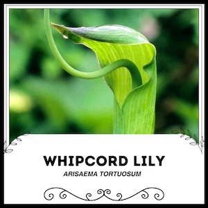 Whipcord Lily - Arisaema tortuosum - Rare Plant Species