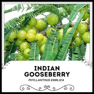 Puede incluir: Primer plano de una rama de un árbol de grosella espinosa india, también conocido como Phyllanthus emblica, con muchos frutos verdes.