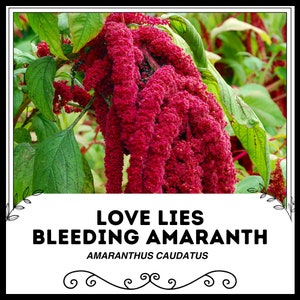 Love Lies Bleeding Amaranth - Amaranthus caudatus - Rare &#39;Plant&#39; Seeds - Red Tassel Flower, Tassel Amaranth, Amaranthaceae,Dangling Amaranth