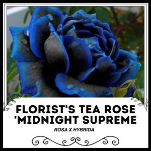 Puede incluir: Una sola rosa azul oscuro con un centro negro, etiquetada "Florist's Tea Rose 'Midnight Supreme' ROSA x HYBRIDA".