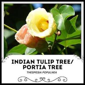 Indischer Tulpenbaum / Portiabaum - Thespesia populnea - Seltene &#39;Pflanzen&#39;-Arten - Indischer Rosenholz, Gelb-Grün, Bengal-Rosenholz, Perlenbaum