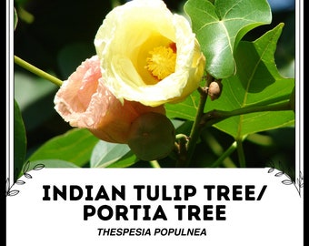 May include: Close-up of a yellow and pink flower blooming on a green leafy branch. The flower is called an Indian Tulip Tree or Portia Tree, with the scientific name Thespesia populnea.
