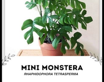 Mini Monstera - Rhapdidophora tetrasperma - Seltene 'Pflanzen' Samen - Ginny Philodendron, Pink-Grün, Philodendron Ginny. Schweizer Mini-Käsepflanzer