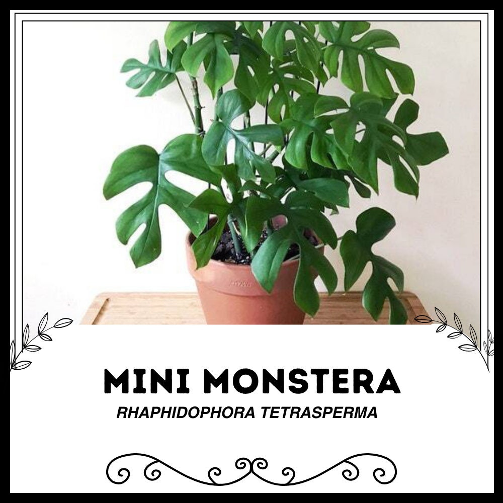 Rhaphidophora tetrasperma - Etsy 日本