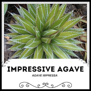 Impressionante Agave - Agave impressa - Semi rari &#39;succulenti&#39; - Agave blu, verde-giallo, Agave gigante, Agave Titan, Mighty Agave, Noble Agave