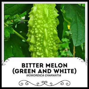 Bitter Melon(Green and White) - Momordica charantia - Rare Heirloom Vegetable