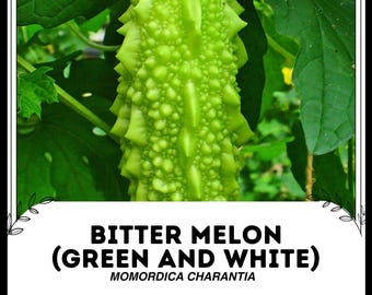 Melón amargo (verde y blanco) - Momordica charantia - Verdura de herencia rara