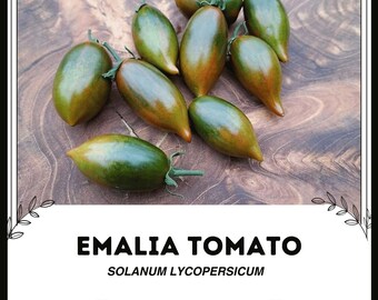 Emalia Tomate - Solanum lycopersicum - Seltenes altes Gemüse