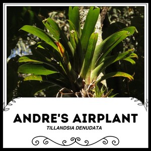 Andre&#39;s Airplant - Tillandsia denudata - Rare &#39;Air Plant&#39; Seeds - Tillandsia Andreana, Green-Yellow, Pink Quill, Suspended Leafy Vine
