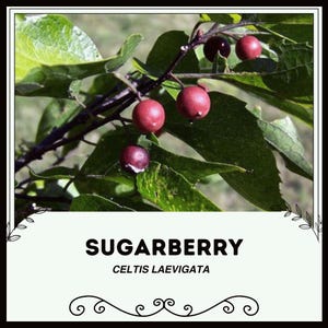Sugarberry - Celtis laevigata - Rare &#39;Fruit&#39; Seeds