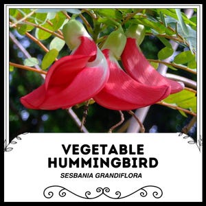 Vegetable Hummingbird - Sesbania grandiflora - Rare 'Plant' Seeds - Balloon Plant, Red-Green, Swan Plant, Hairy Balls, Fabaceae, August Tree