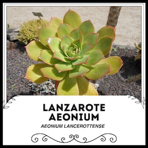 Lanzarote Aeonium - Aeonium Lancerottense - Rare &#39;Succulent Plant&#39; Seeds - Aeonium arboreum, Green-Yellow, Tree Aeonium, Houseleek Tree