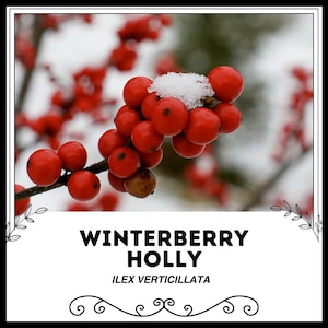 Winterberry Holly - Ilex Verticillata - Rare &#39;Plant&#39; Seeds - Michigan Holly, Possumhaw, Black Alder, Red-White, Coralberry, Aquifoliaceae